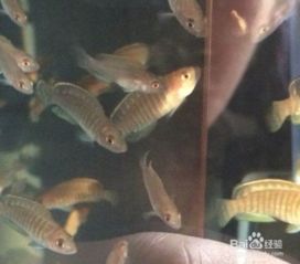 馬犬幼犬飼養(yǎng)注意事項,矮腳馬飼養(yǎng)注意事項,三湖慈鯛注意事項