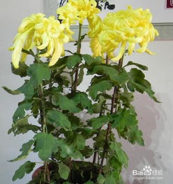 富貴,養(yǎng)殖,注意事項(xiàng),方法