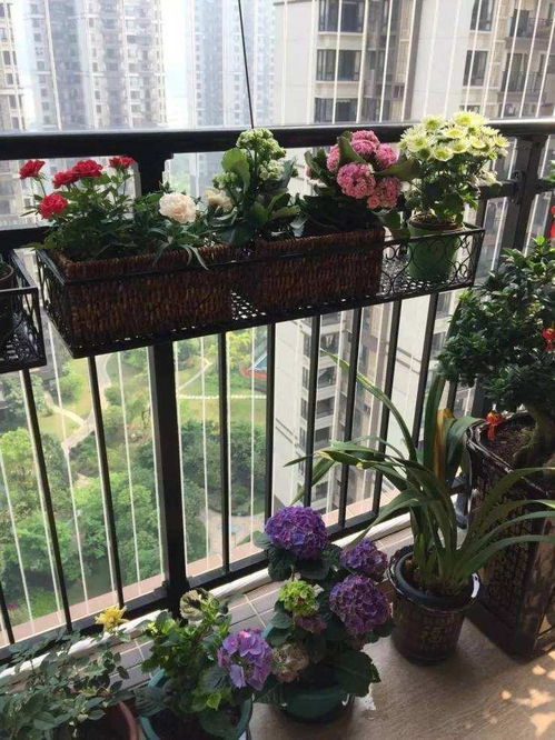 陽(yáng)臺(tái),注意事項(xiàng),養(yǎng)花