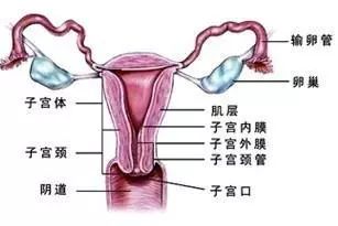 做輸卵管造影前注意什么,輸卵管造影術(shù)前需要注意什么,輸卵管造影檢查前注意事項(xiàng)有哪些