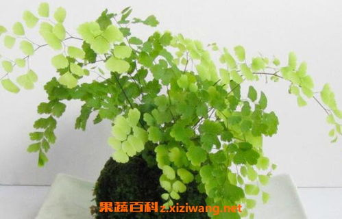 鐵線蕨種植方法和注意事項(xiàng)