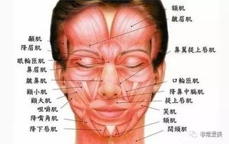 打過肉毒素后應(yīng)注意事項(xiàng)