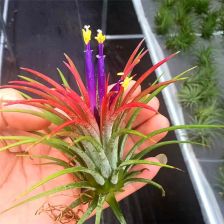 空氣鳳梨開(kāi)花注意事項(xiàng)