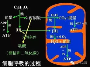 體育課,注意事項,原理,運動