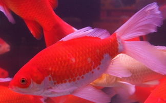 紅鯽魚養(yǎng)殖和注意事項