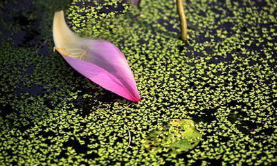 花瓣，在春風(fēng)中飄落（十五）