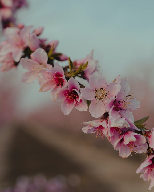 《火影忍者》日向雛田經(jīng)典臺詞