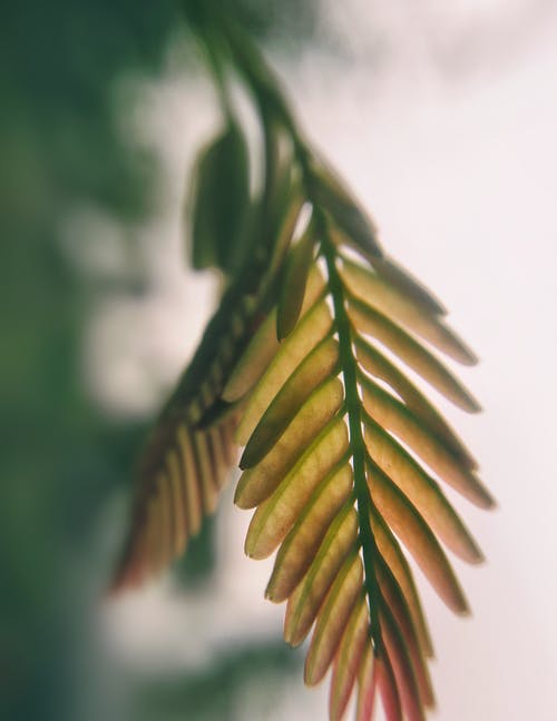 形容重陽(yáng)節(jié)的祝福語(yǔ)句精選