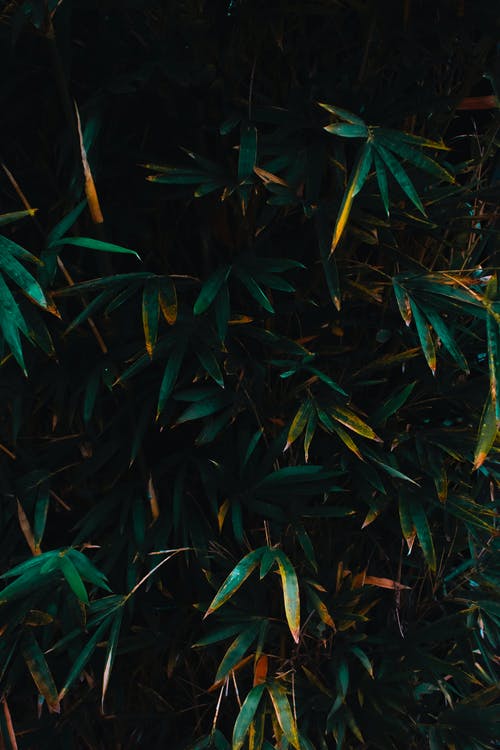 五年級(jí)讀后感自傳的讀后感8