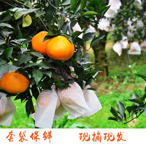 四川耙耙柑成為女性消費(fèi)者最愛(ài)的農(nóng)特產(chǎn)，農(nóng)特產(chǎn)為什么在電商平臺(tái)這么火？