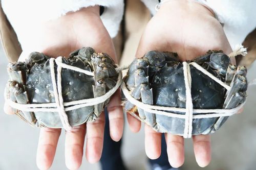 螃蟹幾乎年年火爆，為什么今年卻滯銷了？