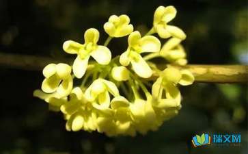 桂花的隨筆作文(精選10篇)