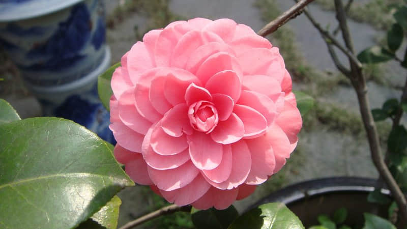 鼓勵自己的經(jīng)典說說（59條）