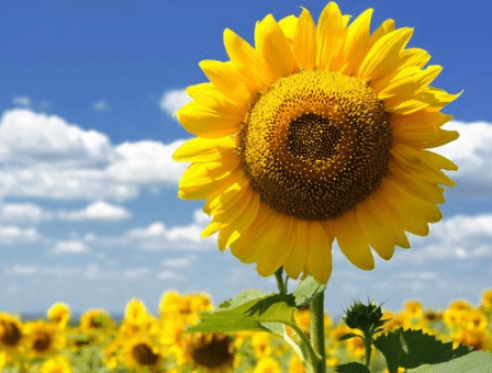 好聽可愛的女生經(jīng)典說說（73條）