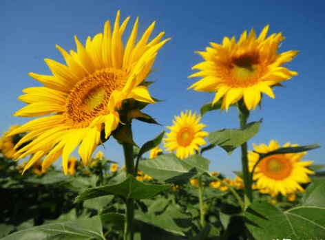 充滿詩意的經(jīng)典說說（51條）