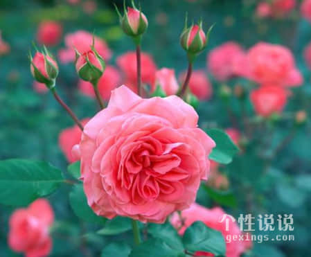 觸動(dòng)心弦簡(jiǎn)單的經(jīng)典說(shuō)說(shuō)（54條）