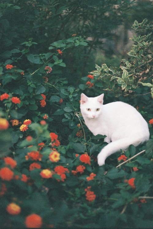 經(jīng)典說說 守住內(nèi)心的風(fēng)景，聆聽歲月的腳步