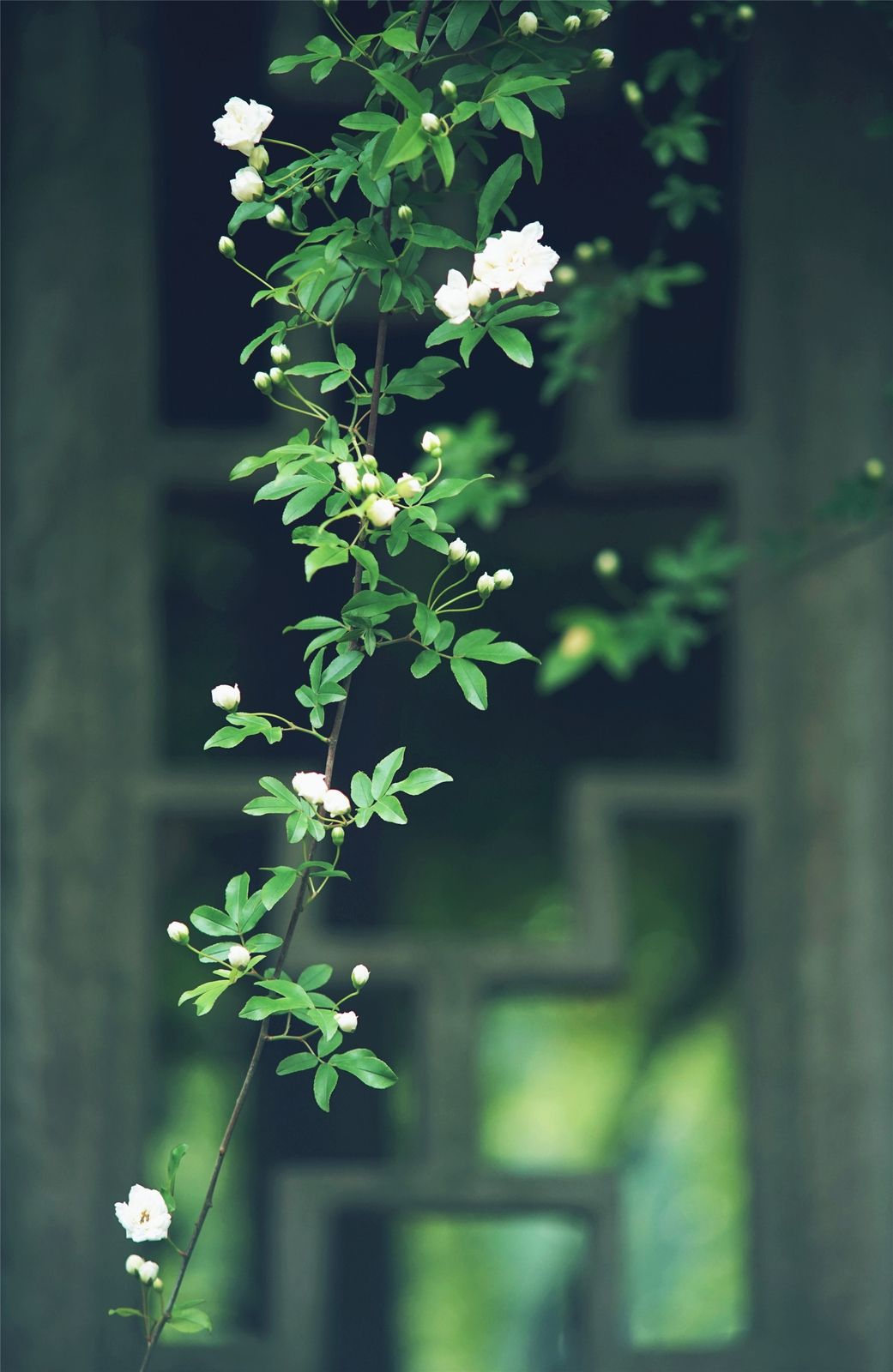 關(guān)于植樹節(jié)的溫馨祝福語