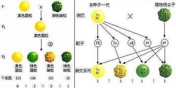 自由組合定律必備基礎(chǔ)知識(shí)