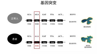 基因方面的基礎(chǔ)知識