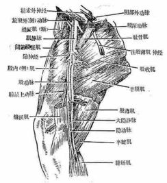 動(dòng)物實(shí)驗(yàn)的基礎(chǔ)知識(shí)