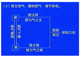 中醫(yī)基礎(chǔ)知識腎的生理功能