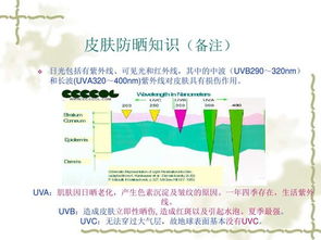 皮膚學知識基礎知識
