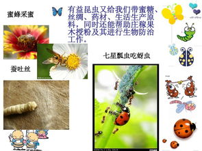昆蟲的基礎知識