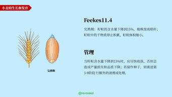黃豆一號基礎(chǔ)知識