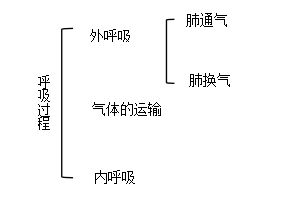 中醫(yī)基礎(chǔ)知識(shí)肺