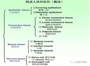 人體解剖學(xué)基礎(chǔ)知識(shí)問(wèn)答