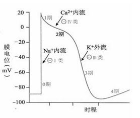 心律失常基礎(chǔ)知識(shí)知多少