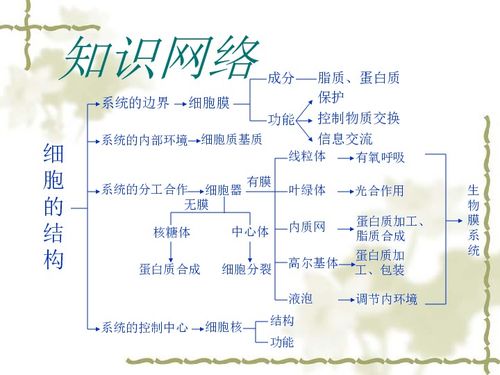細胞的結構基礎知識點大綱