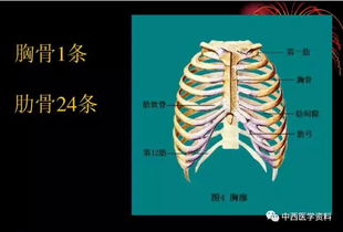 人體解剖學(xué)基礎(chǔ)知識(shí)ppt