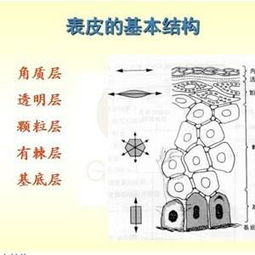 皮膚學(xué)的基礎知識論文