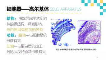 生物醫(yī)學(xué)基礎(chǔ)知識(shí)測(cè)試,單招生物醫(yī)學(xué)基礎(chǔ)知識(shí)測(cè)試,河北單招生物醫(yī)學(xué)基礎(chǔ)知識(shí)