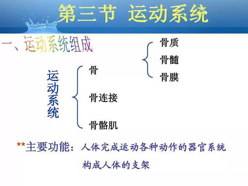 解剖基礎知識總結