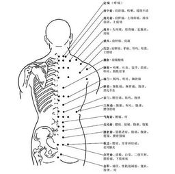 背部的美容基礎(chǔ)知識(shí)點(diǎn)