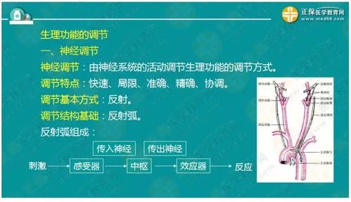 醫學(xué)基礎知識生理學(xué)豆丁網(wǎng)