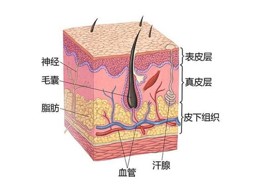 基底層皮膚基礎(chǔ)知識