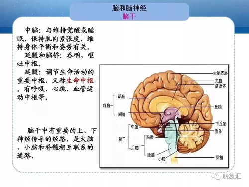 人體解剖系統(tǒng)基礎(chǔ)知識(shí)