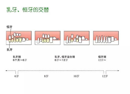 牙科基礎(chǔ)知識概覽