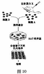 動物細(xì)胞的基礎(chǔ)知識