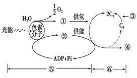 細(xì)胞呼吸基礎(chǔ)知識(shí)
