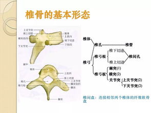 骨相關(guān)的基礎(chǔ)知識(shí)