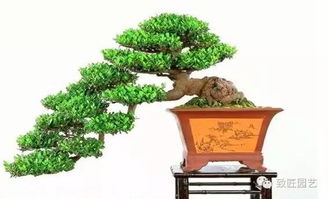 盆景的基礎(chǔ)知識