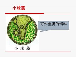 單細(xì)胞生物體基礎(chǔ)知識