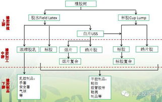 天然橡膠交易基礎(chǔ)知識